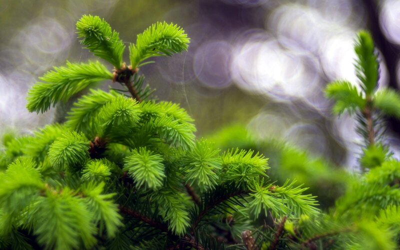 Green pine needles in focus