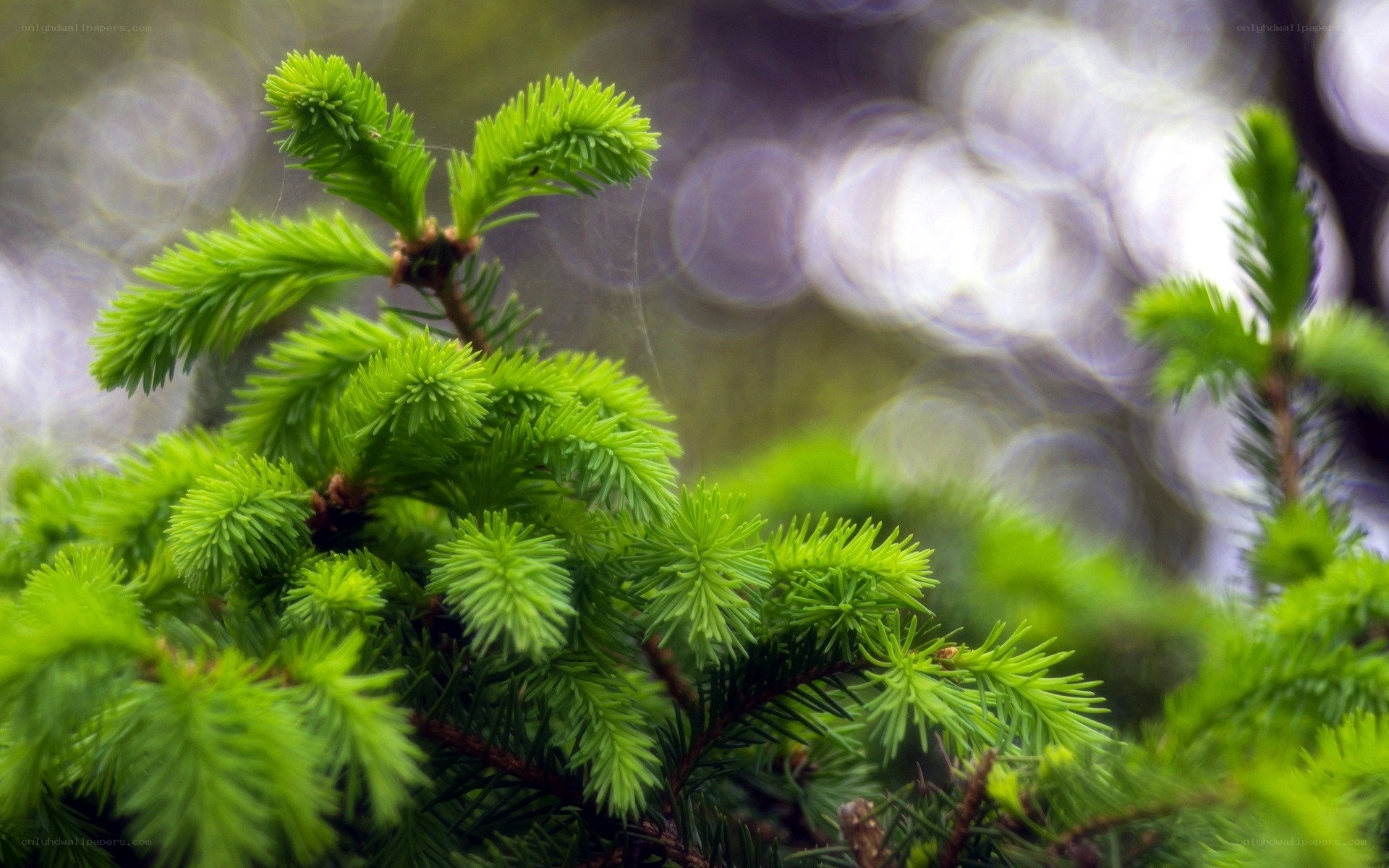Green pine needles in focus