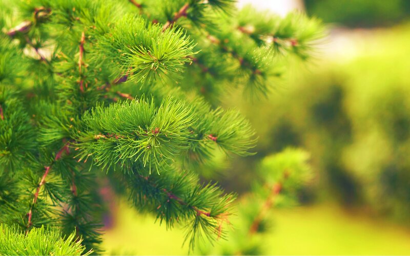 green pine needles in sunlight