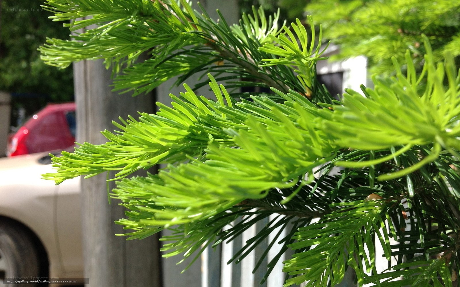 Green pine needles in sunlight