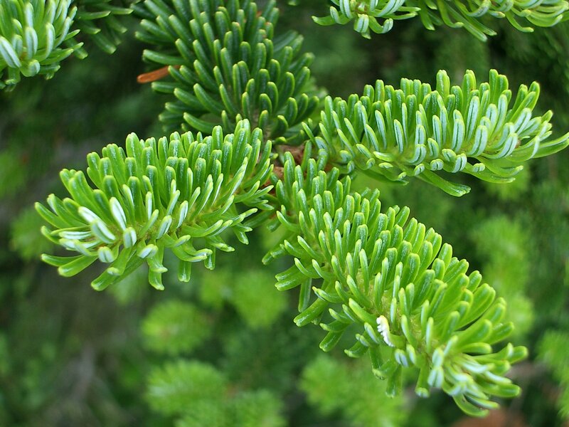 Green Pine Needles — Natural