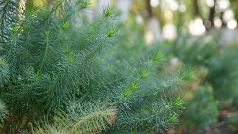 Green Pine Needles — Serene, Afternoon, Photograph