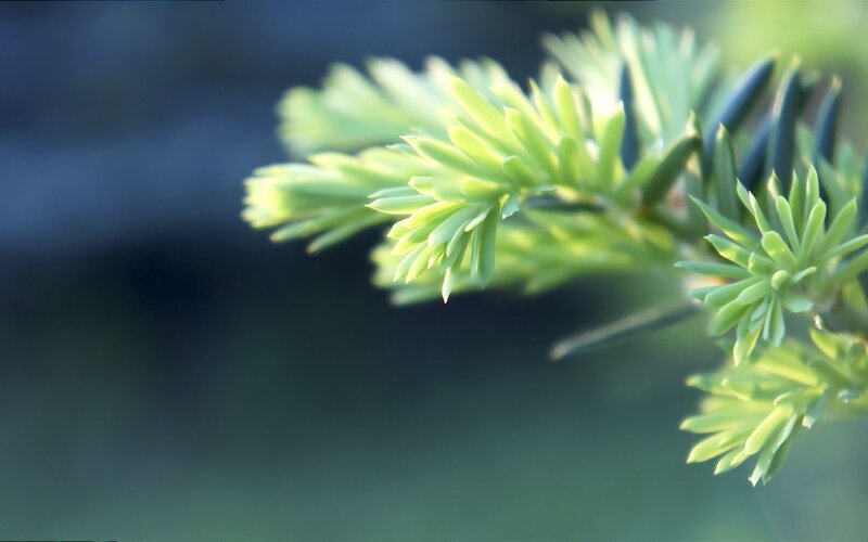 Green Pine Needles — Serene, Morning, Photograph