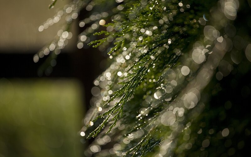Green Pine Needles — Serene, Morning