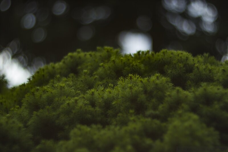 Green Pine Needles — Serene, Photograph, Bokeh