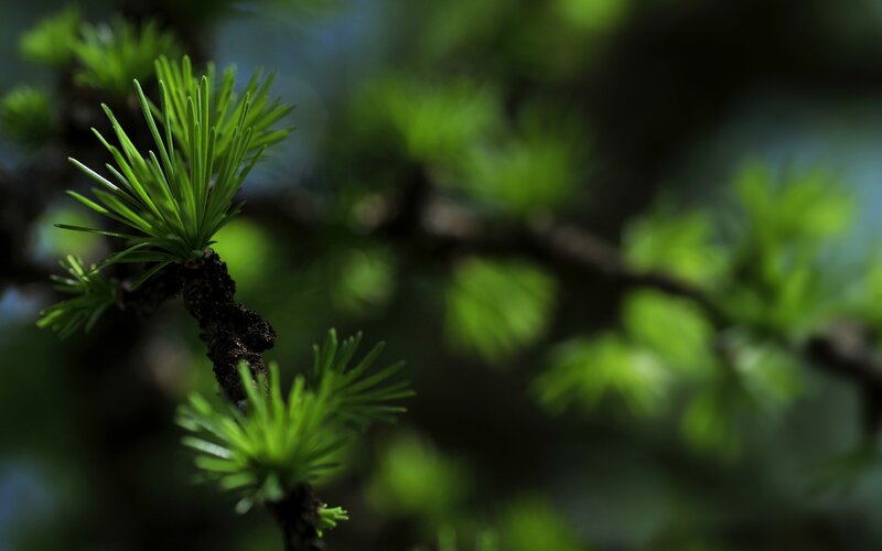 Green Pine Needles — Serene, Photograph
