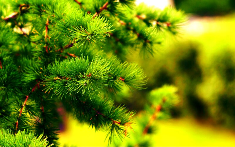 Green Pine Needles — Serene