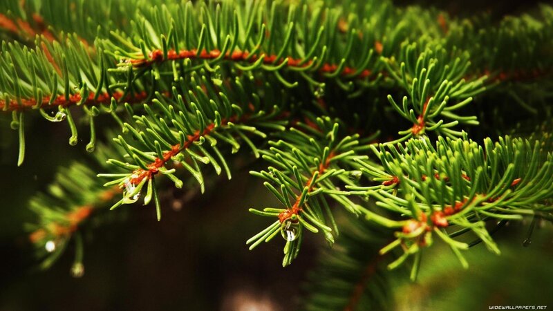 green pine needles with dew