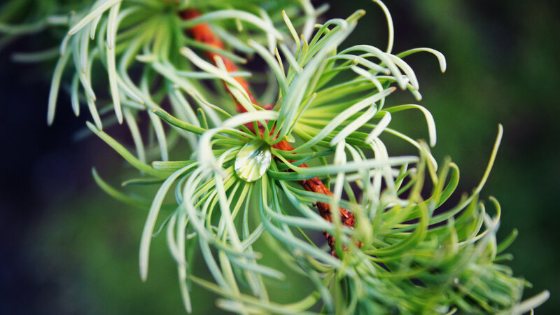 green pine needles with water droplet