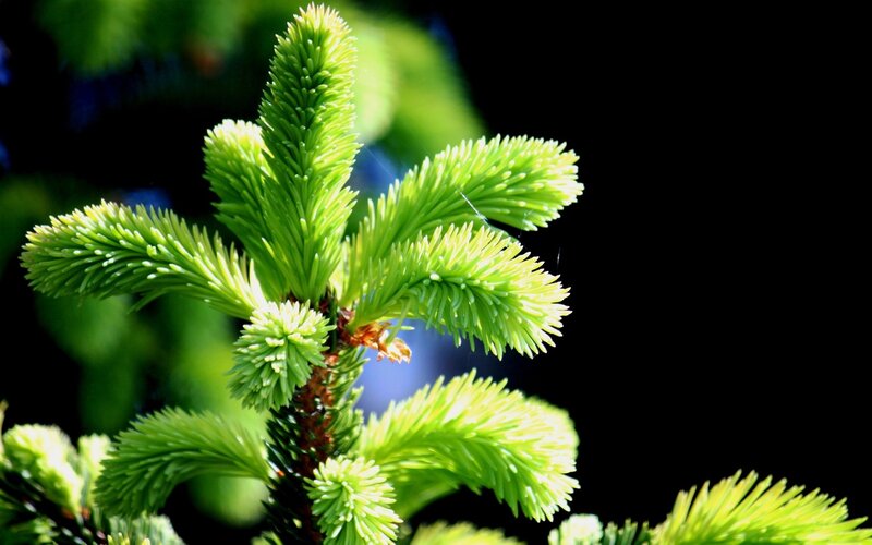 Green Pine Sprig