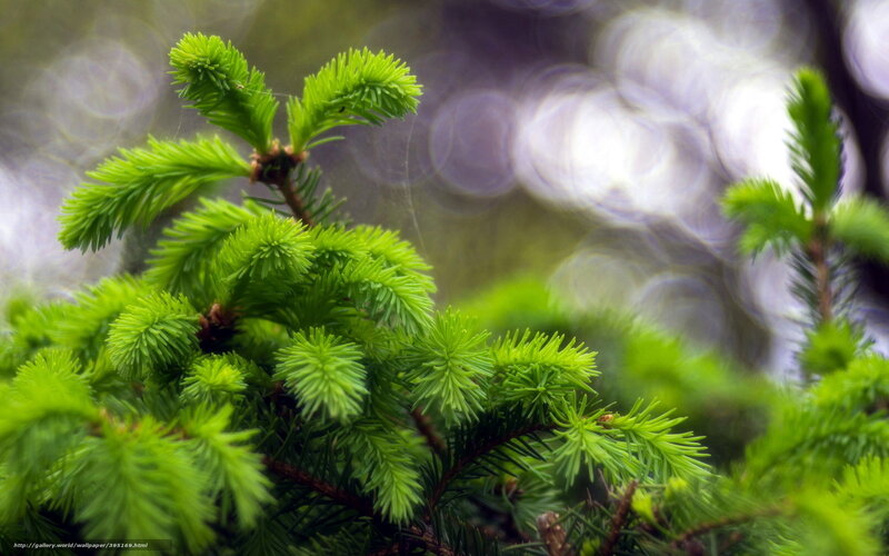 Green Pine Sprigs