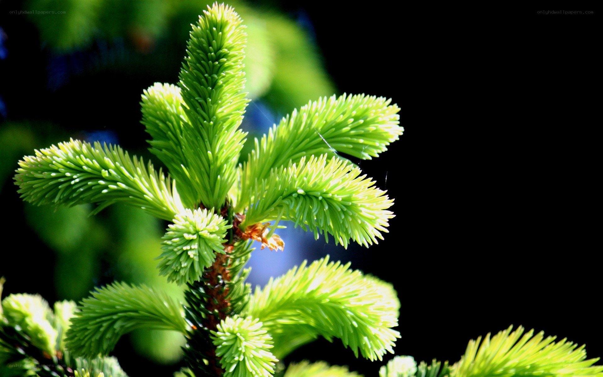 green pine sprout