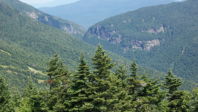 Green Pine Trees