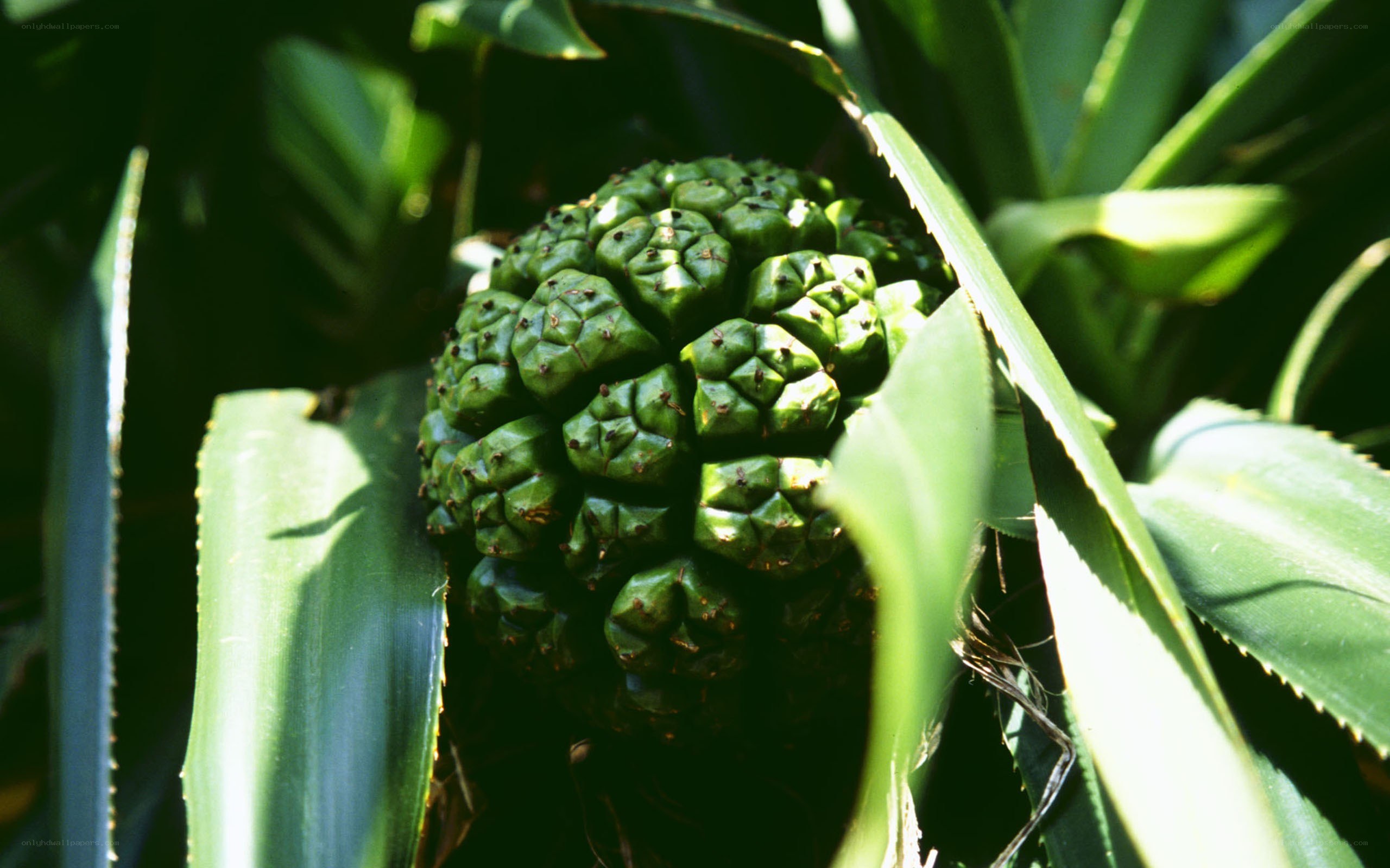 green pineapple fruit