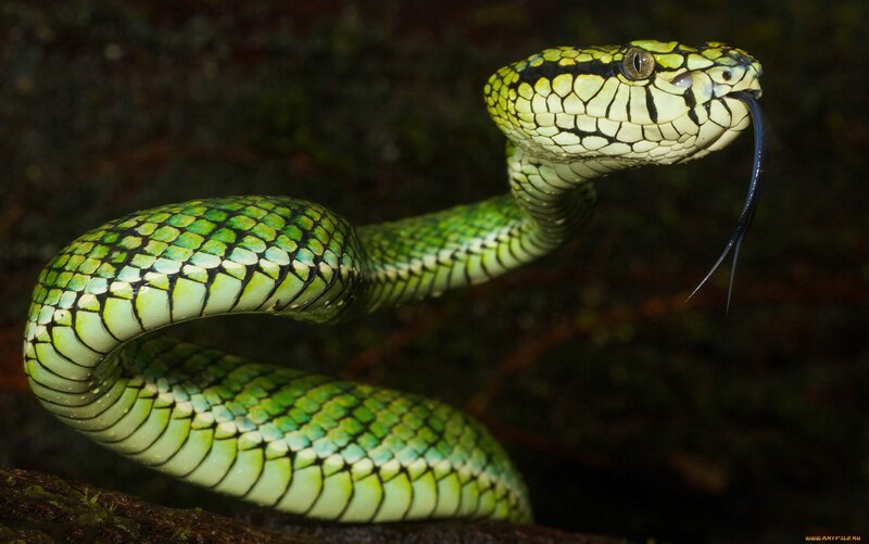 Green Pit Viper — Alert