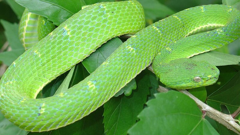 Green Pit Viper — Calm