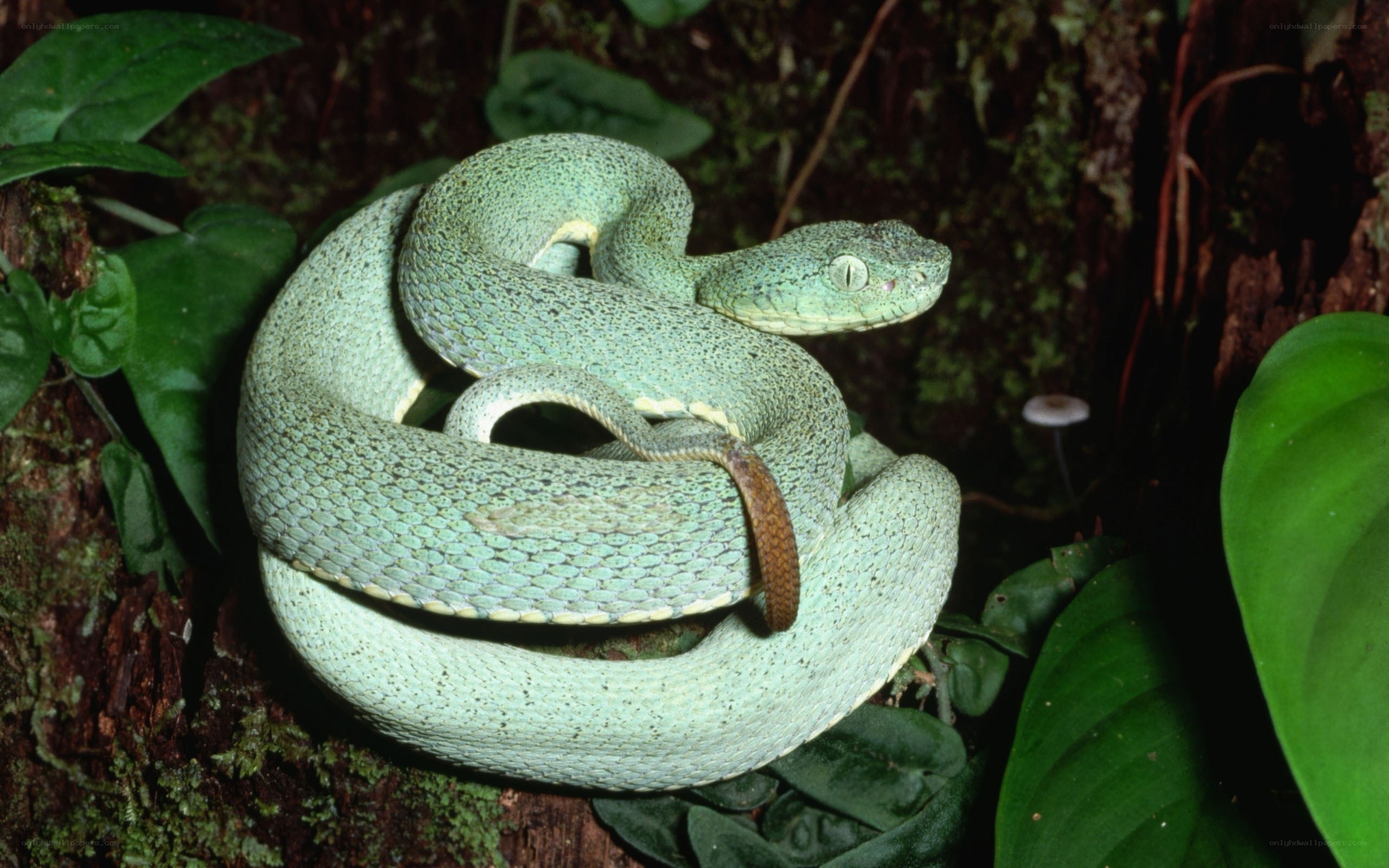 Green pit viper coiled in forest