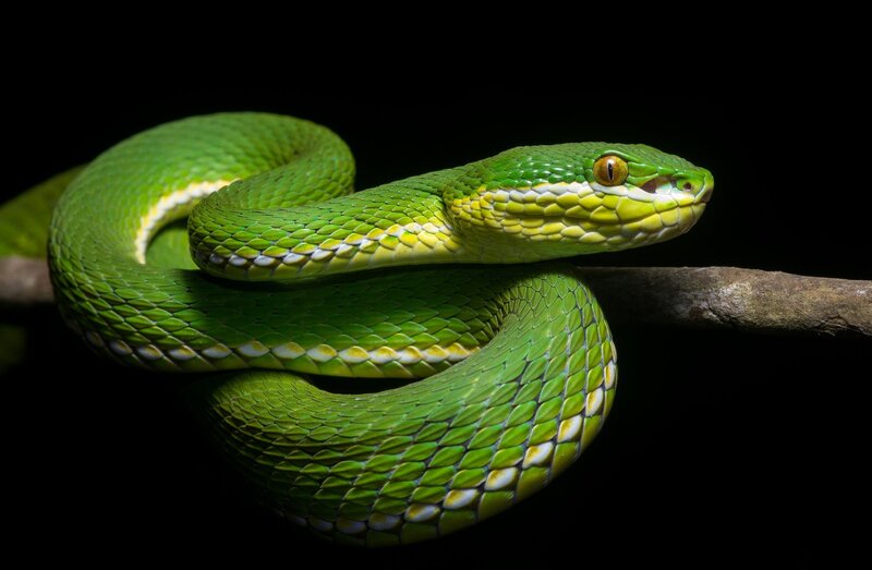 Green Pit Viper — Dramatic, Night