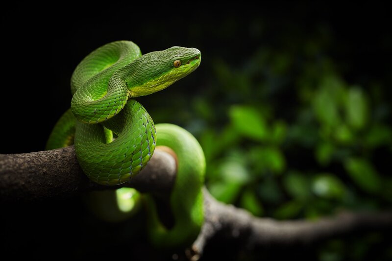 Green Pit Viper — Dramatic, Photograph, Branch
