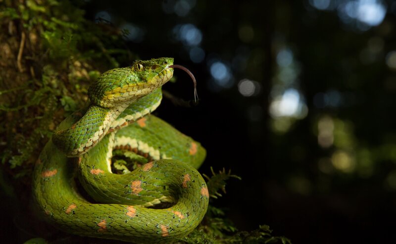 Green Pit Viper — Dramatic, Photograph