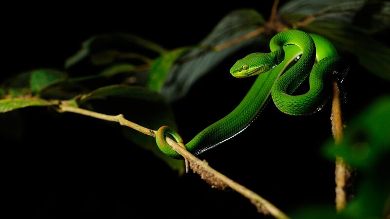 Green Pit Viper — Dramatic
