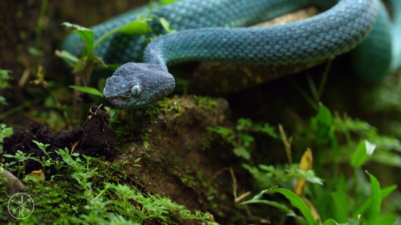 Green Pit Viper — Natural