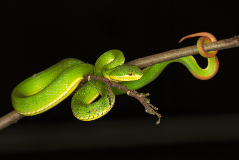 Green Pit Viper on Branch