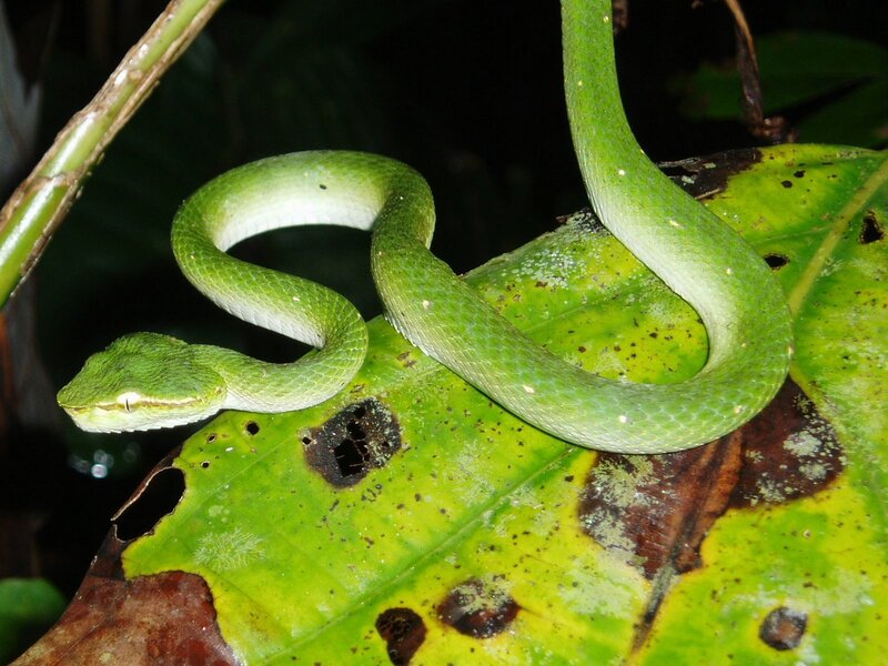 green pit viper on leaf