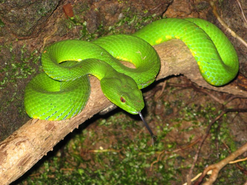 Green Pit Viper
