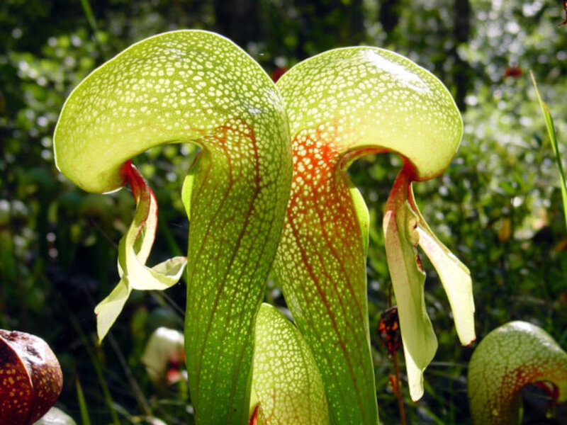 Green Pitcher Plants