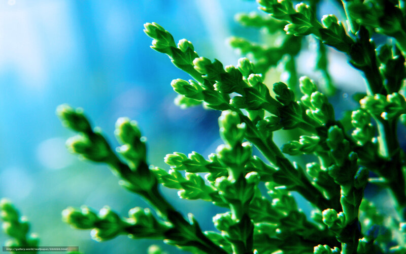 Green plant against blue background