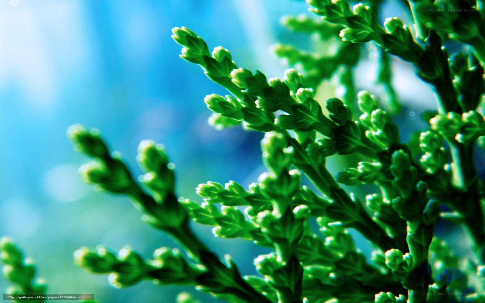 Green plant against blue background