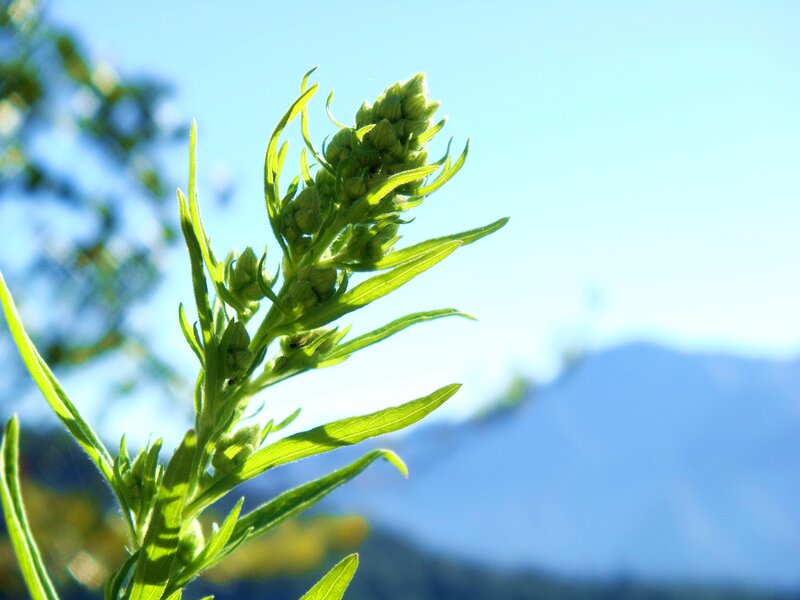 green plant against blue sky