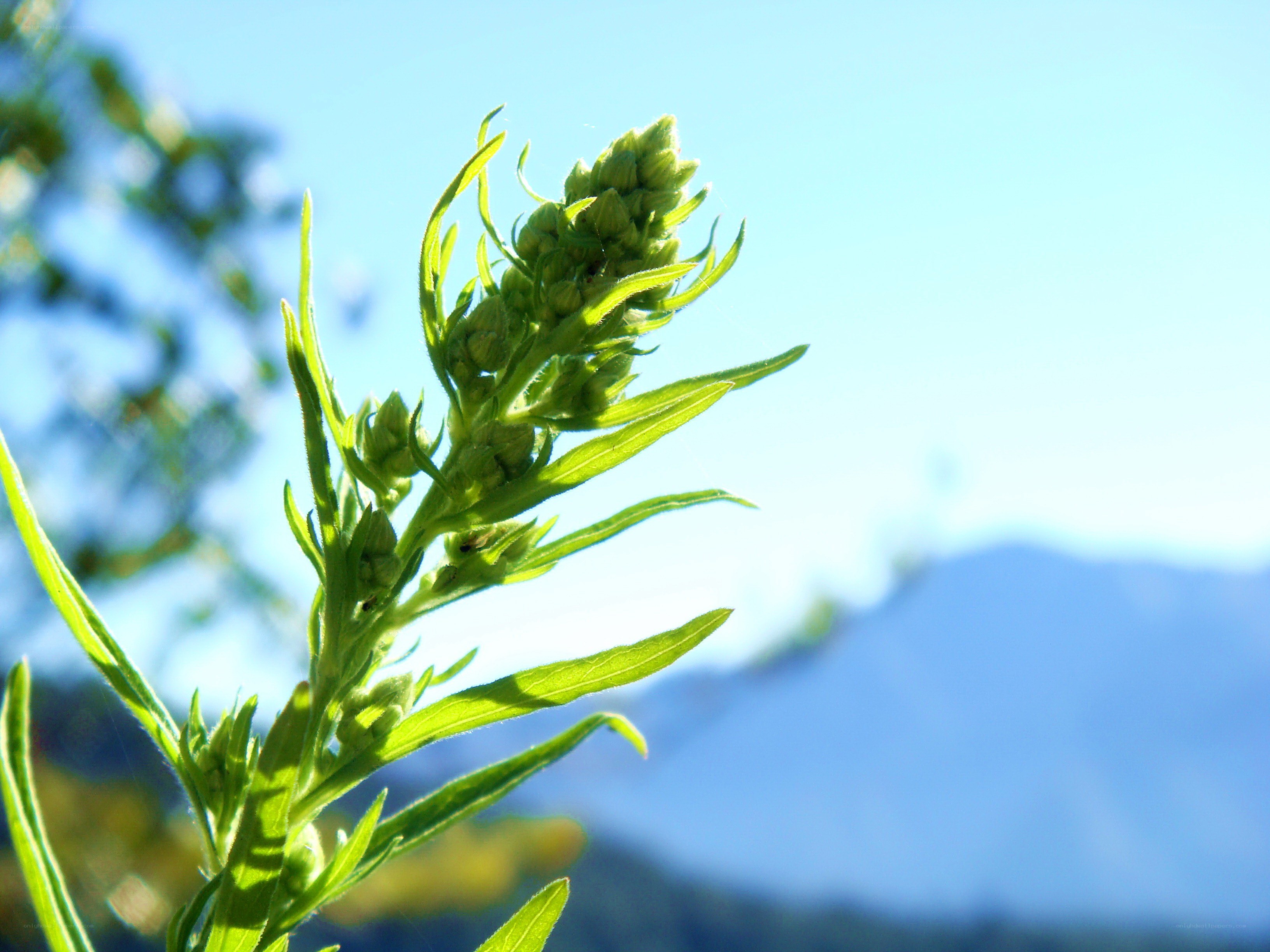 green plant against blue sky