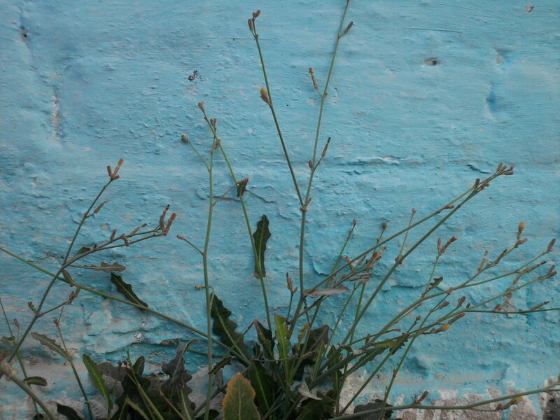 Green Plant Against Blue Wall