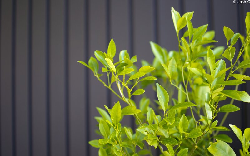 green plant against dark wall