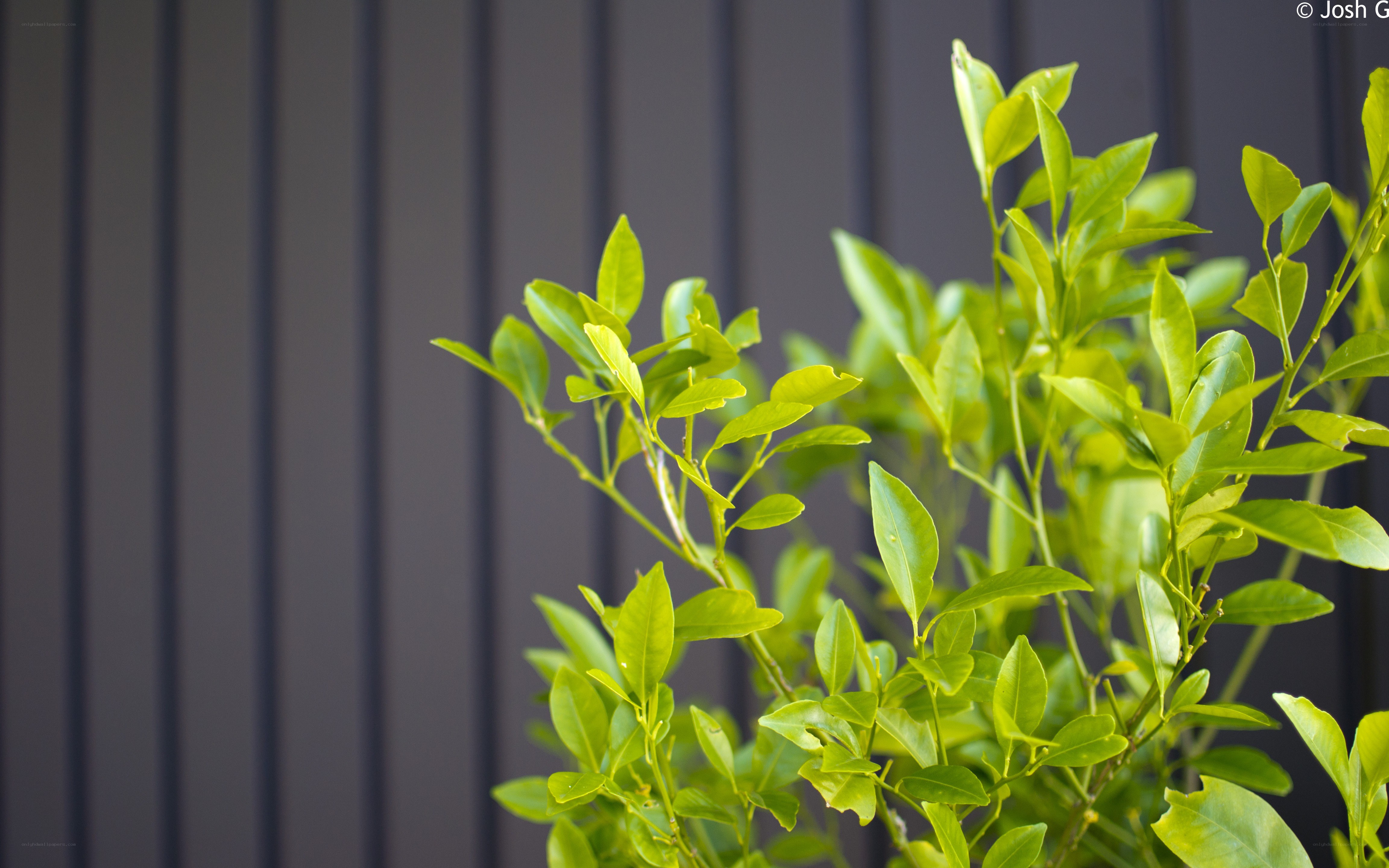 green plant against dark wall