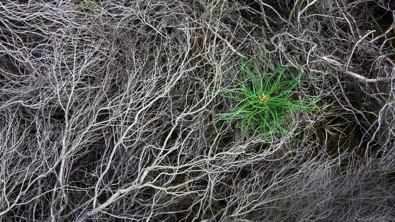 Green Plant Among Dead Branches