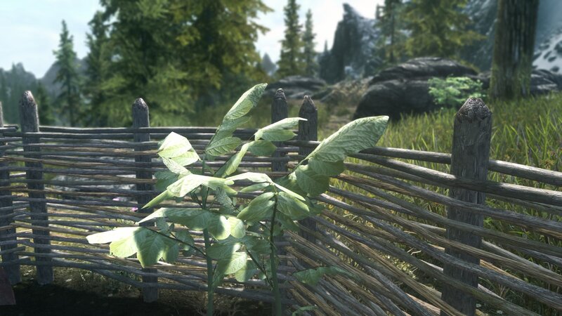 Green Plant Behind Fence