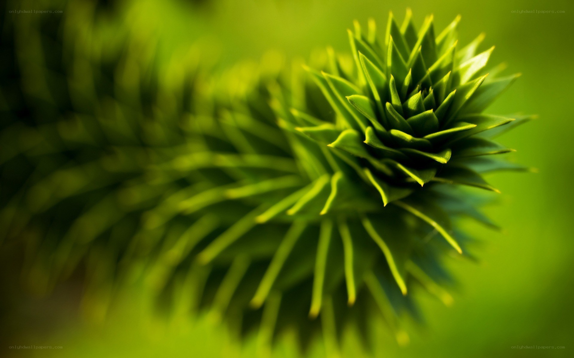 green plant bud close-up