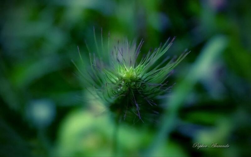 Green Plant Bud — Natural