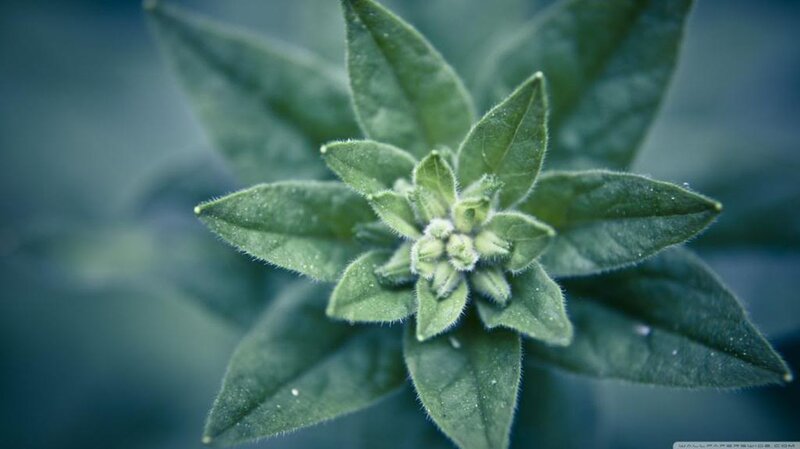 Green Plant Bud
