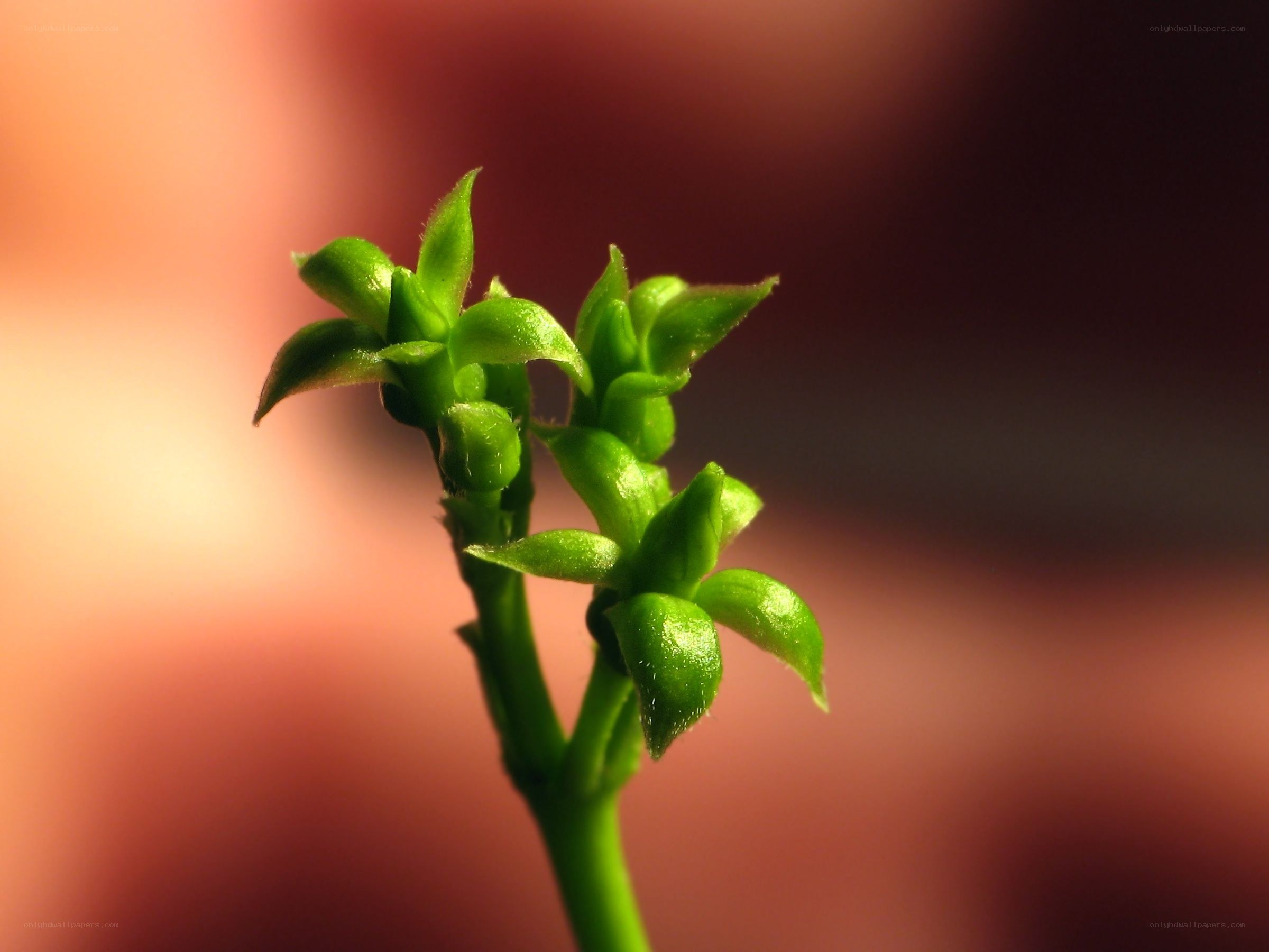 green plant buds close-up