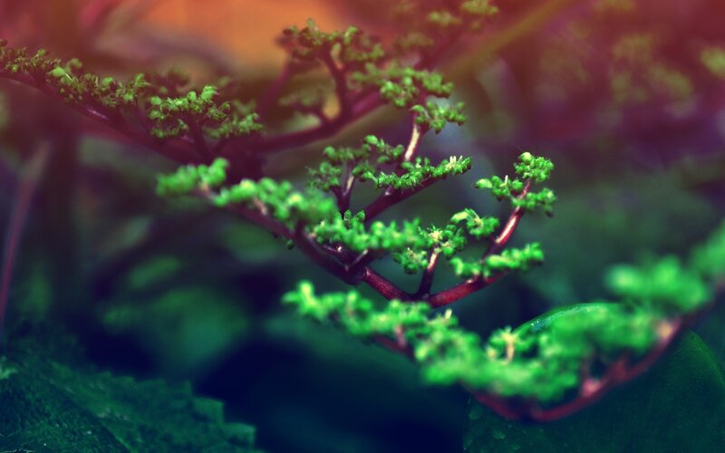 Green Plant Buds — Dramatic