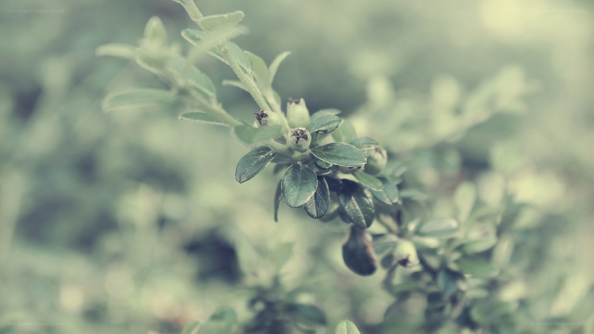 green plant buds in focus