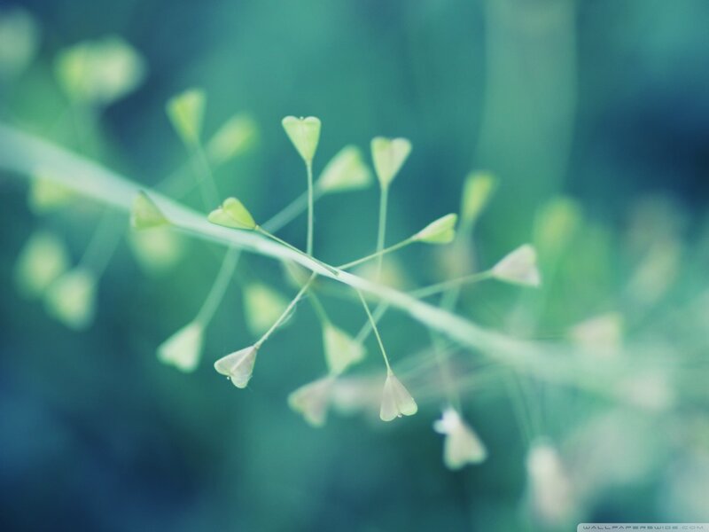 green plant buds in focus