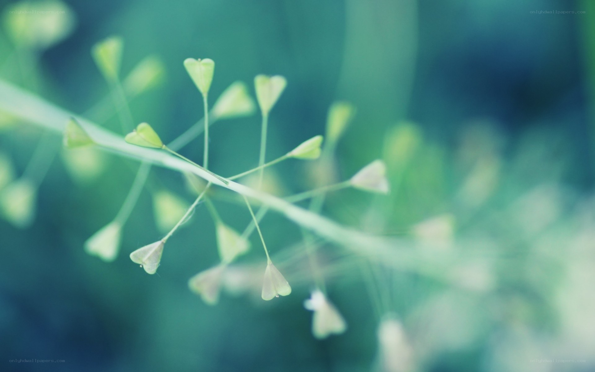 green plant buds in focus