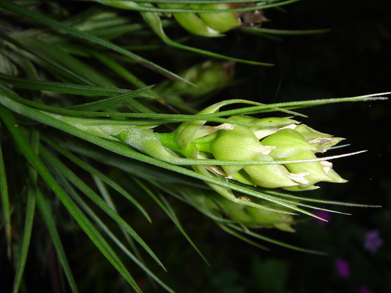 green plant buds in foliage