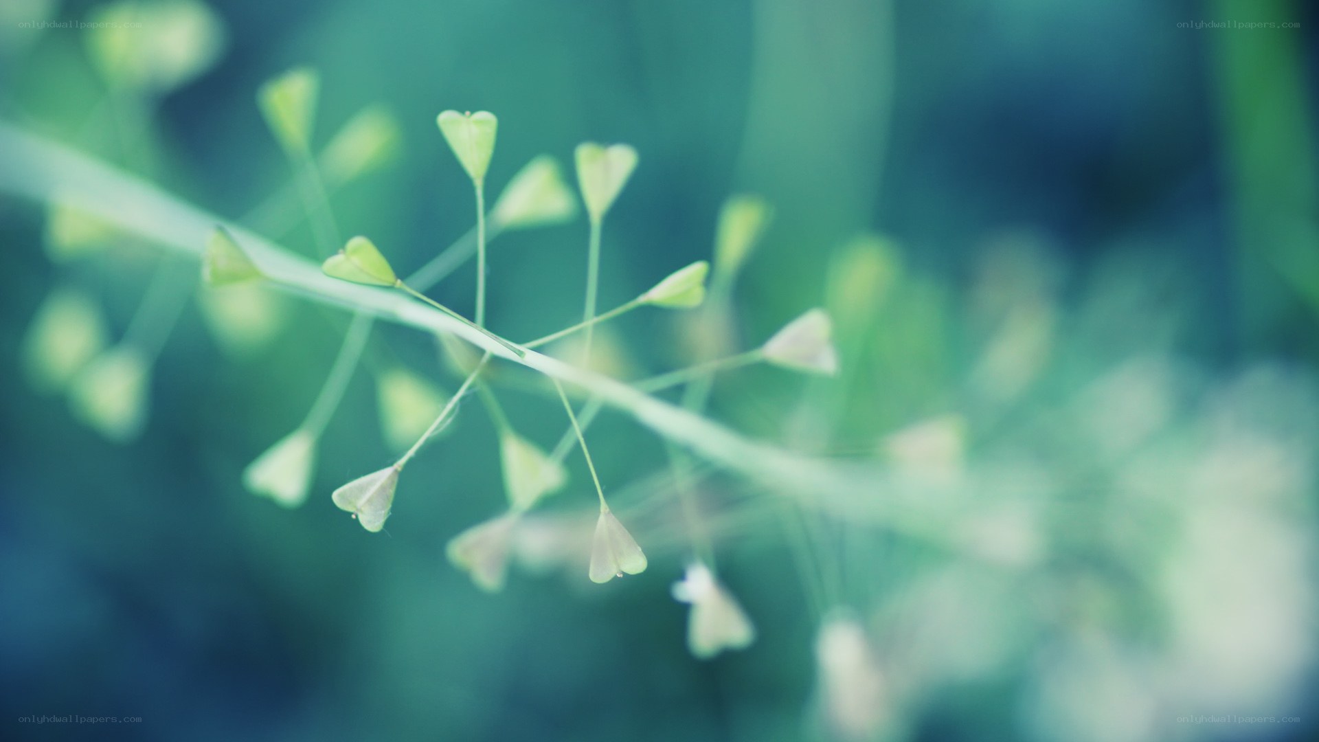 Green plant buds in soft focus