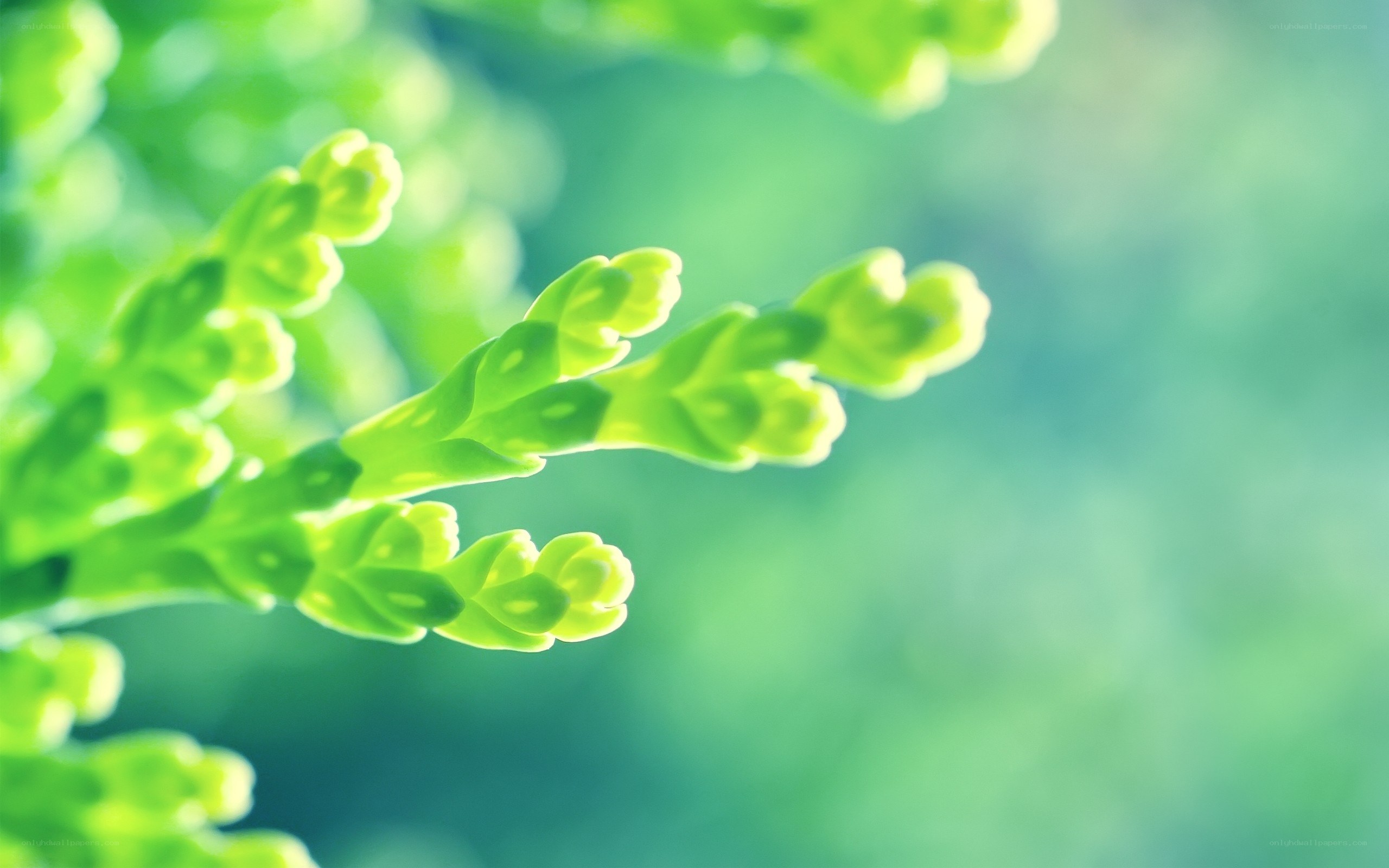 green plant buds in sunlight